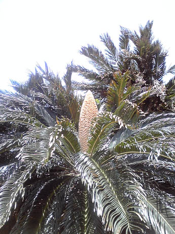 Tree With Freaky Big Cone Thing -- Ishigaki, Okinawa, Japan -- Copyright 2009 Anthony Friedl