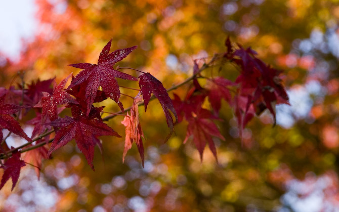 Autumn Leaves at the Konpukuji Temple Nikon D200 + Nikkor 17 -55/2.8 @ 55mm &mdash; 1 / 160 sec, f/6.3, ISO 100 &mdash; map & image data Standard: 1280 &times; 960 &nbsp;&nbsp;&middot;&nbsp;&nbsp; 1600 &times; 1200 &nbsp;&nbsp;&nbsp;&nbsp;&nbsp;Widescreen:&nbsp;&nbsp; 1280 &times; 800 &nbsp;&nbsp;&middot;&nbsp;&nbsp; 1680 &times; 1050 &nbsp;&nbsp;&middot;&nbsp;&nbsp; 1920 &times; 1200 &nbsp;&nbsp;&middot;&nbsp;&nbsp; 2560 &times; 1600 -- Kyoto, Japan -- Copyright 2006 Jeffrey Eric Francis Friedl, http://regex.info/blog/