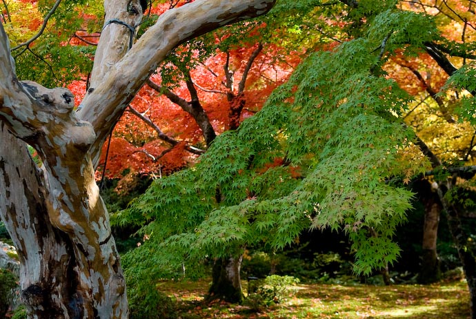 Garden at the Enkouji Temple, Kyoto Japan, Fall 2006 -- Copyright 2006 Jeffrey Eric Francis Friedl, http://regex.info/blog/