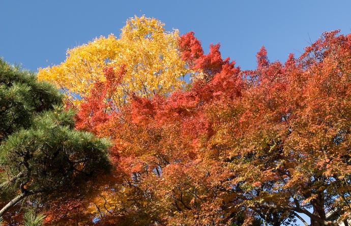 Lotsa' Colors -- Kyoto, Japan -- Copyright 2006 Jeffrey Eric Francis Friedl, http://regex.info/blog/