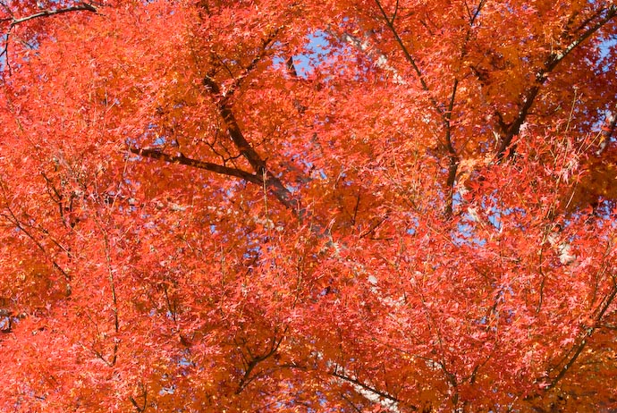 A Touch of Orange -- Kyoto, Japan -- Copyright 2006 Jeffrey Eric Francis Friedl, http://regex.info/blog/