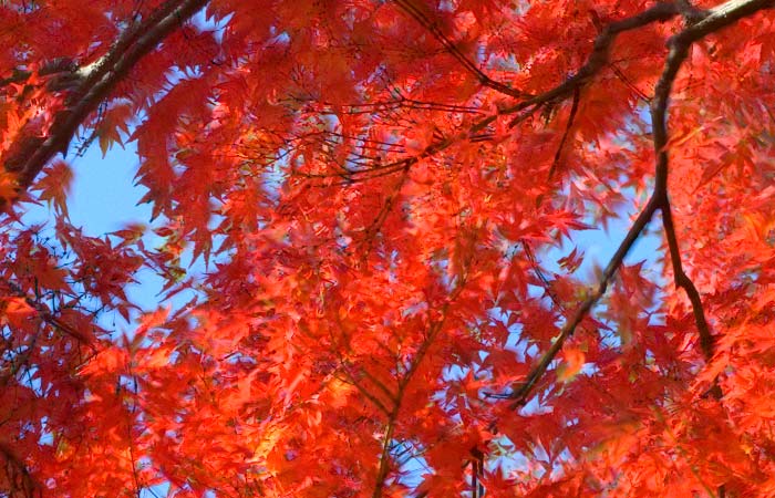 result of this Darken-blending-mode technique showing branches that
moved between shots