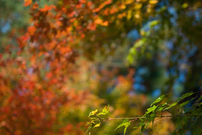 Kyoto Leaves in Autumn (focus at 1 meter)