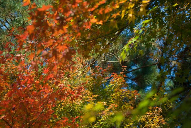 Kyoto Leaves in Autumn (focus at 3.8 meters)