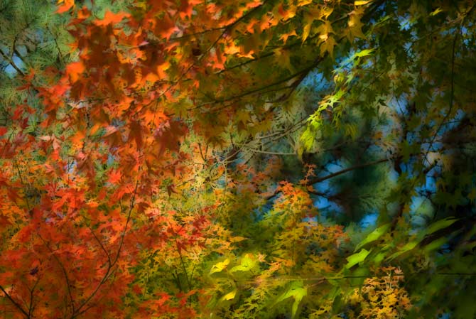 Kyoto Leaves in Autumn (mix of several focuses)