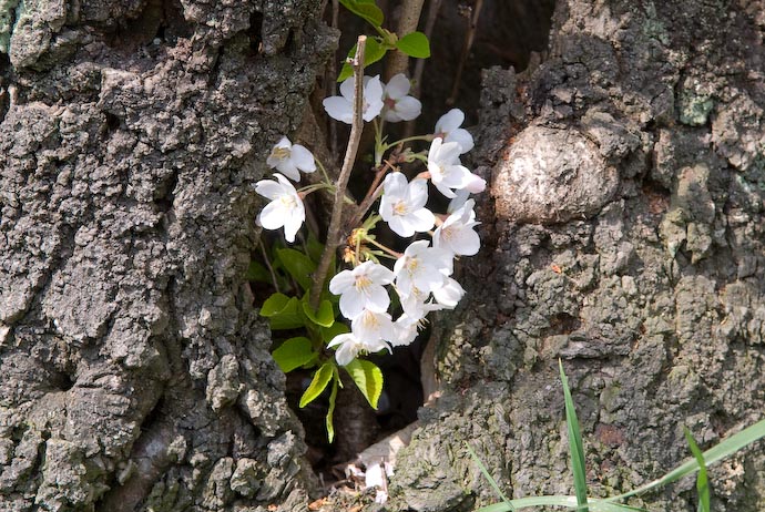 Base of a cherry tree with an blossoming epicormic shoot in a crevice of the trunk