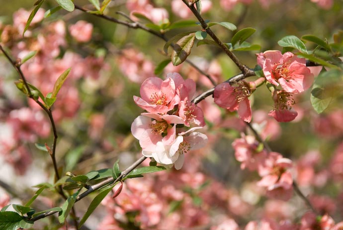 Little Pink Blossoms -- Kyoto, Japan -- Copyright 2007 Jeffrey Eric Francis Friedl, http://regex.info/blog/