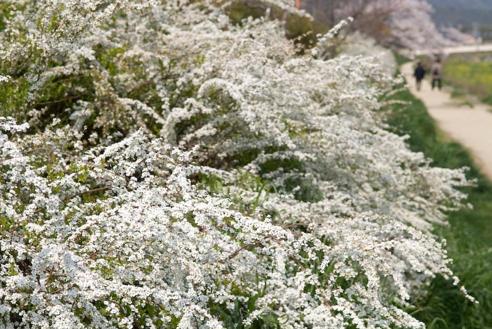 Big Bush of White -- Kyoto, Japan -- Copyright 2007 Jeffrey Eric Francis Friedl, http://regex.info/blog/