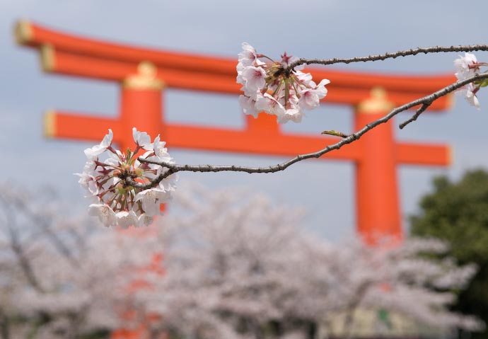 The main gate of the Heian Shrine (the Torii of the Heianjingu) as a backdrop for some cherry blossoms (sakura), April 2007, Kyoto Japan