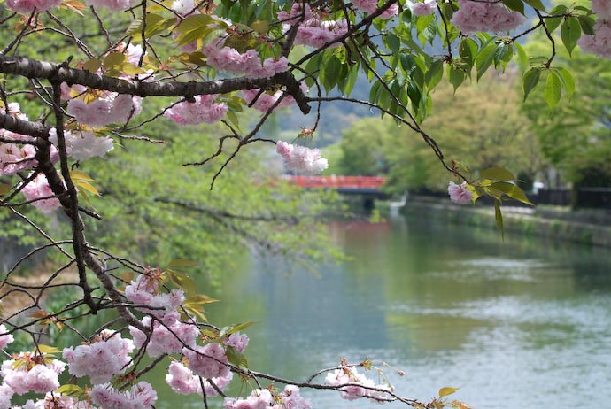 Cherry Blossoms and the Snowy Bridge -- Kyoto, Japan -- Copyright 2007 Jeffrey Eric Francis Friedl, http://regex.info/blog/