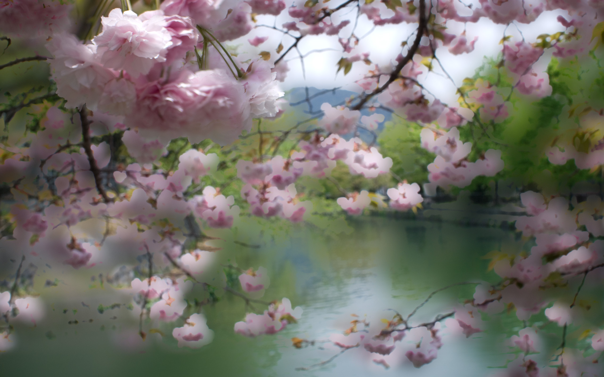 Jeffrey Friedl&#039;s Blog » Cooling Off with Pastel Cherry-Blossom Desktop