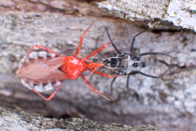 Assassin Bug (Orange) Finishing Lunch (Black) -- Kyoto, Japan -- Copyright 2007 Jeffrey Eric Francis Friedl, http://regex.info/blog/