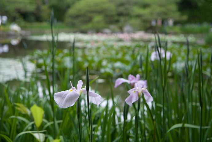 Lakeside in the Gardens -- Kyoto, Japan -- Copyright 2007 Jeffrey Eric Francis Friedl, http://regex.info/blog/