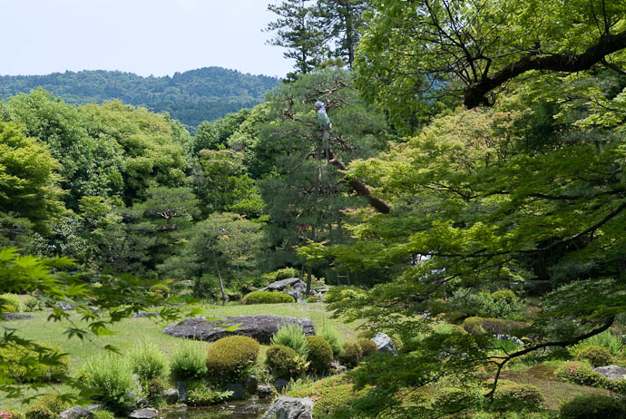 Arborist At Work Murin'an Garden, Kyoto Japan -- Copyright 2007 Jeffrey Eric Francis Friedl, http://regex.info/blog/