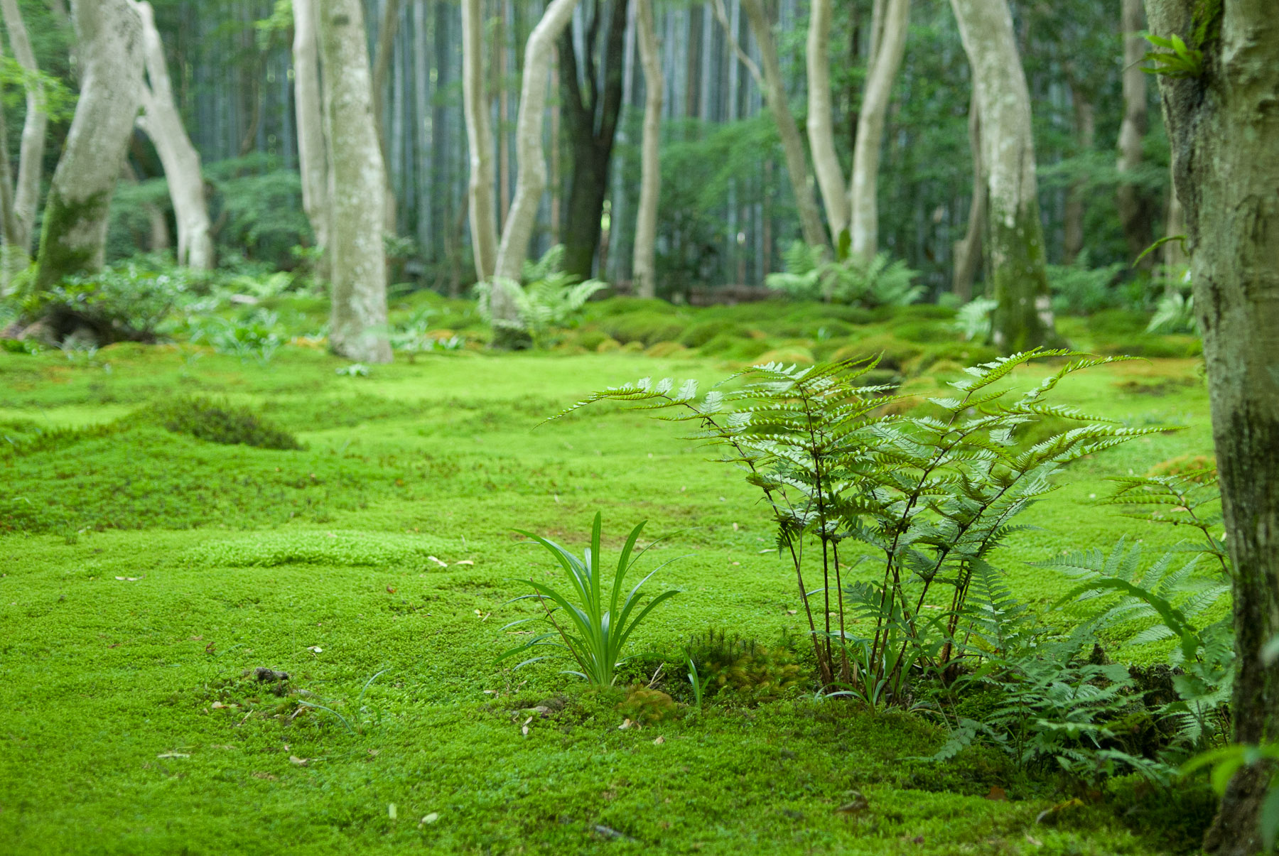 Jeffrey Friedl S Blog Bed Of Moss And Ferns Revisited