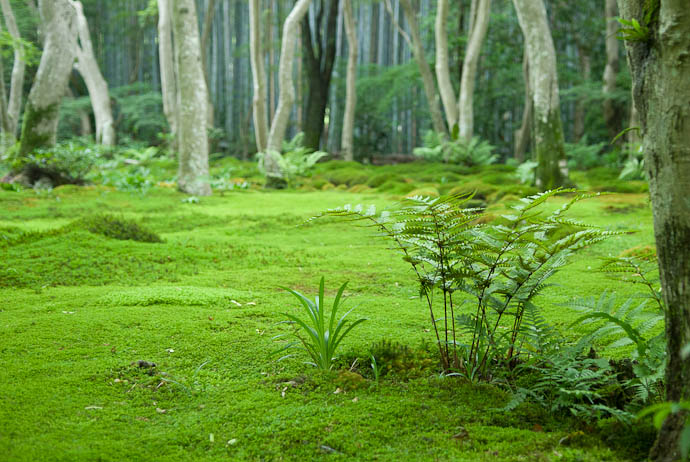 desktop background image of the bed of ferns and moss at the Giouji Temple in Kyoto, Japan -- Fern and Moss at the Giouji Temple -- Copyright 2007 Jeffrey Eric Francis Friedl, http://regex.info/blog/