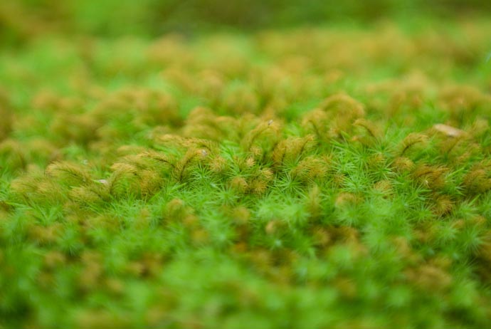 Moss at the Giouji Temple, Kyoto Japan -- Copyright 2007 Jeffrey Eric Francis Friedl, http://regex.info/blog/
