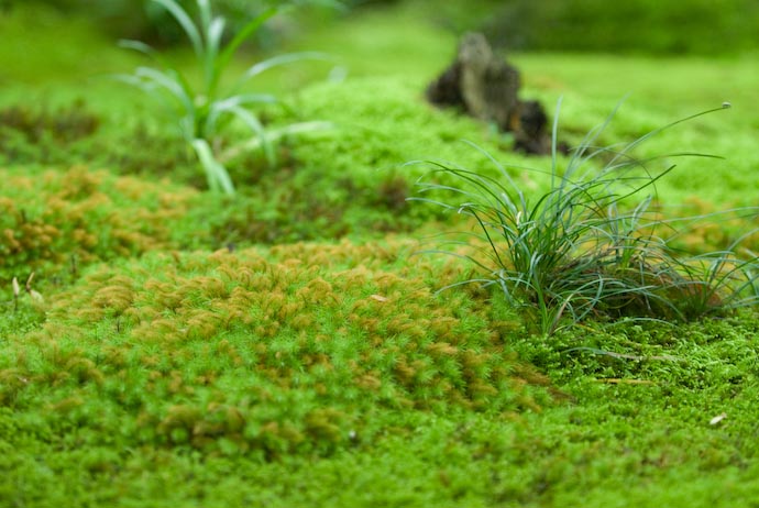 Lots of Moss at the Giouji Temple -- Kyoto, Japan -- Copyright 2007 Jeffrey Eric Francis Friedl, http://regex.info/blog/