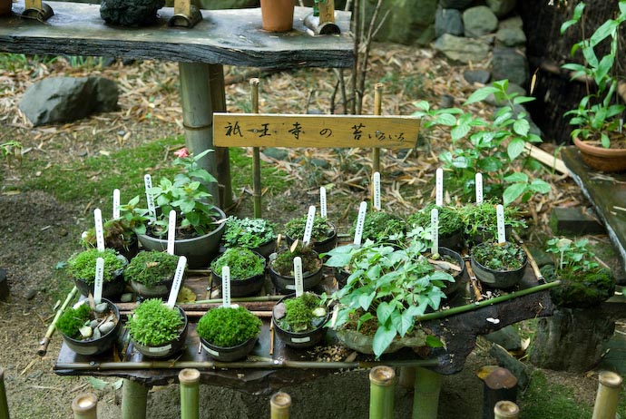 Types of Moss at the Giouji Temple -- Kyoto, Japan -- Copyright 2007 Jeffrey Eric Francis Friedl, http://regex.info/blog/