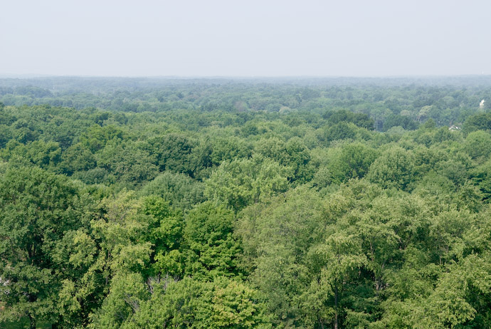 Lots of Trees in Rootstown, Ohio -- Copyright 2007 Jeffrey Eric Francis Friedl