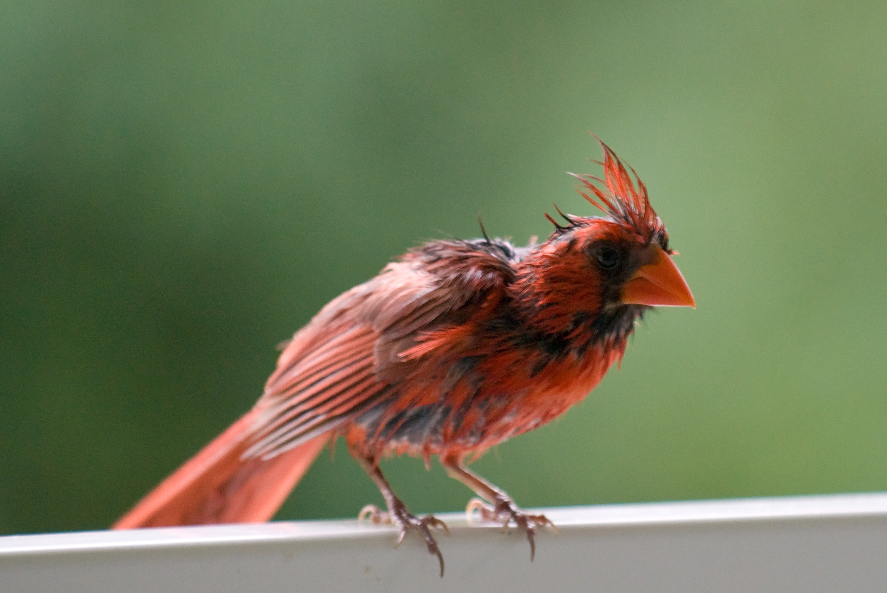 Jeffrey Friedl's Blog » Really Wet And Scruffy Birds on the Veranda