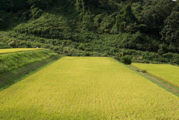 Terraces of Rice -- Otsu, Shiga, Japan -- Copyright 2007 Jeffrey Eric Francis Friedl
