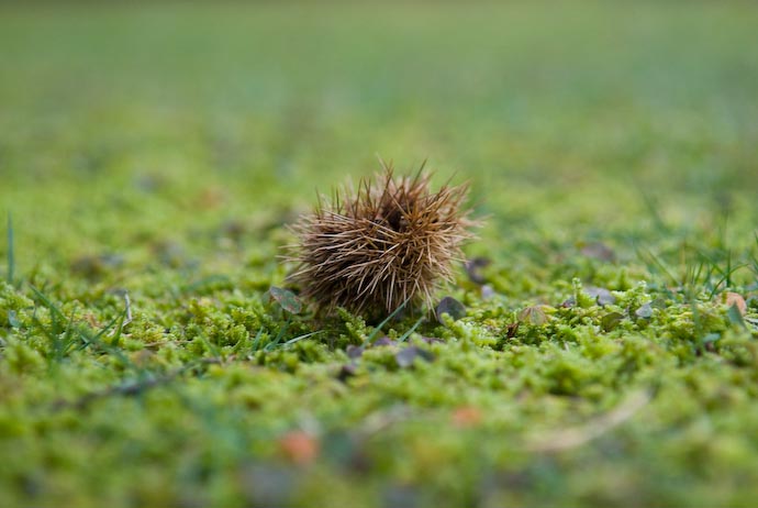 Chestnut -- Kyoto, Japan -- Copyright 2007 Jeffrey Eric Francis Friedl, http://regex.info/blog/