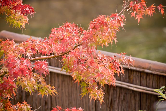 desktop background image of red-orange momiji (maple leaves) over a wood-and-bamboo fence -- Nikon D200 + TC17II + Nikkor 70 -200mm f/2.8 @ 340mm &mdash; 1 / 180 sec, f/6.3, ISO 500 &mdash; full exif View from my Office -- Kyoto, Japan -- Copyright 2007 Jeffrey Eric Francis Friedl, http://regex.info/blog/