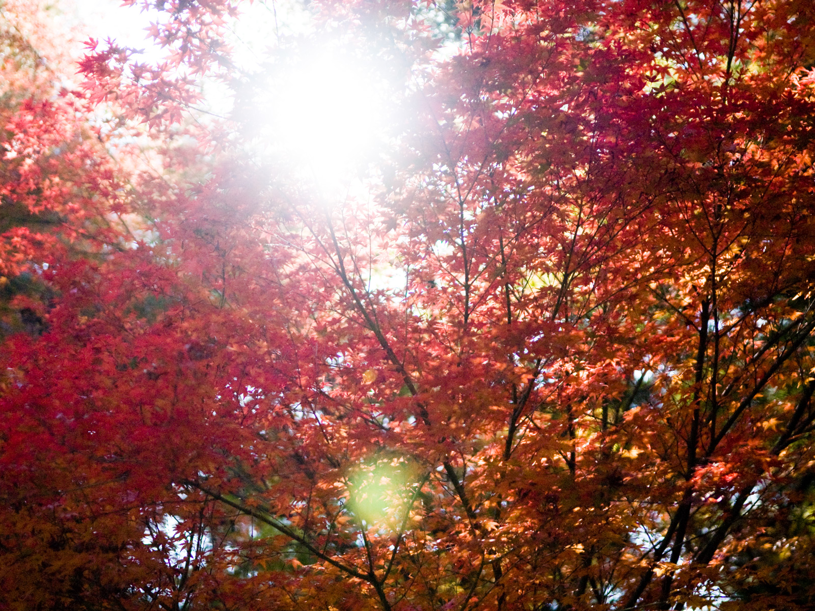 Jeffrey Friedl S Blog Bonanza Of Fall Foliage Desktop Backgrounds
