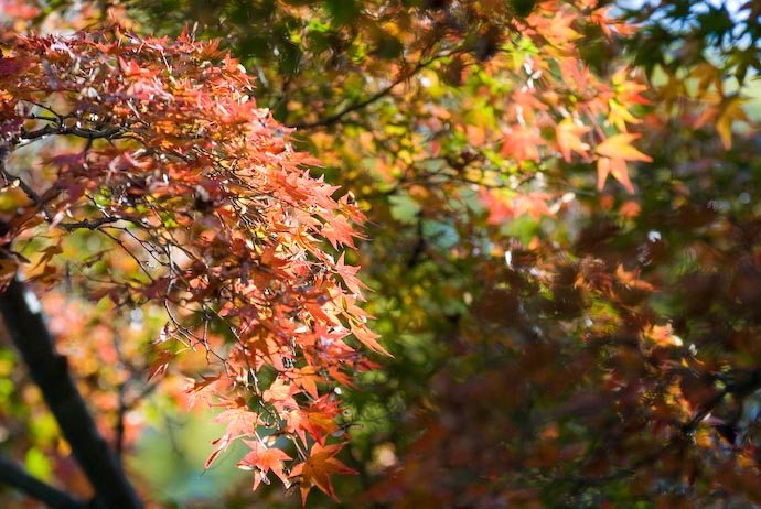 desktop background image of fall colors -- orange Japanese &#34;momiji&#34; maple leaves -- at the Eikando Temple, Kyoto Japan -- Orange and Green -- Copyright 2007 Jeffrey Eric Francis Friedl, http://regex.info/blog/