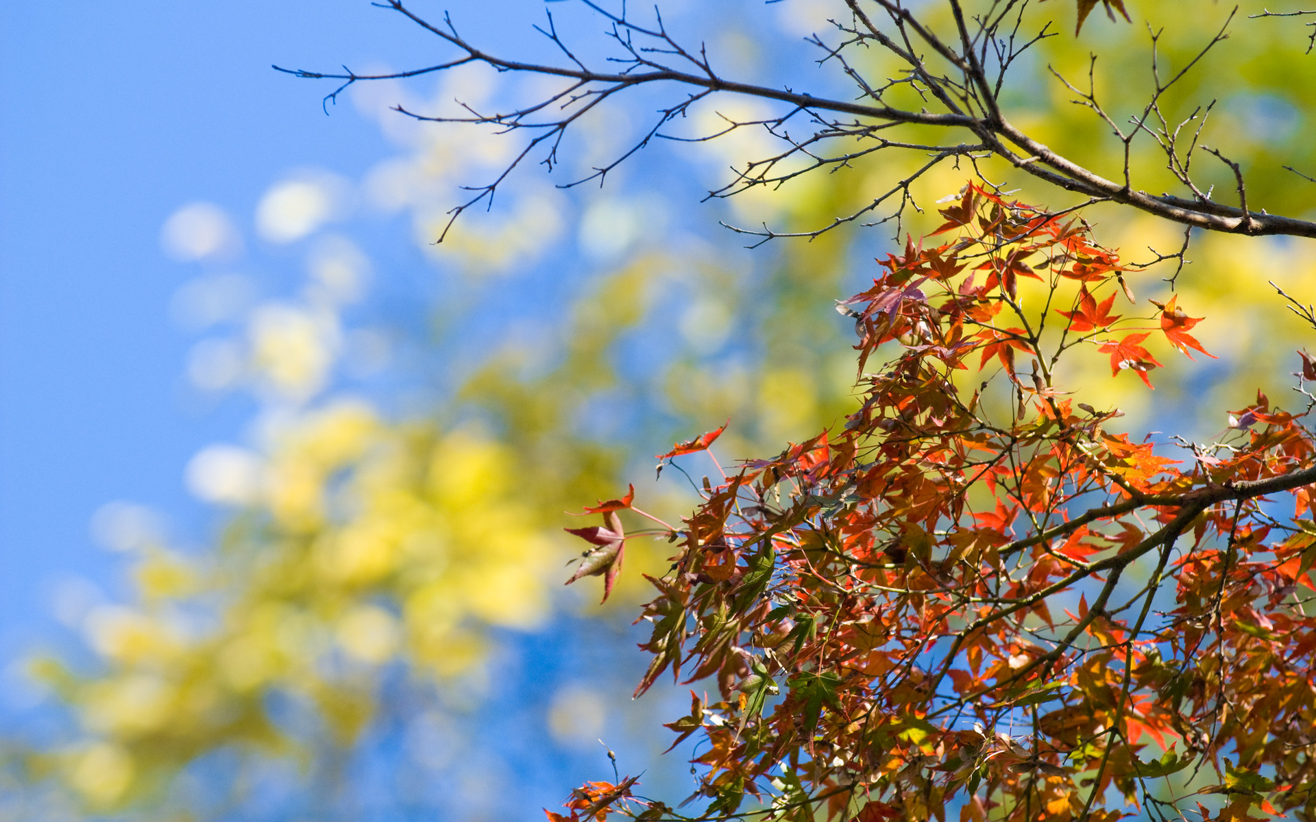 Jeffrey Friedls Blog Bonanza Of Fall Foliage Desktop Backgrounds