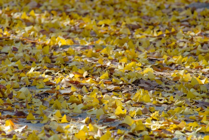 Bed of Ginkgo Leaves -- Kyoto, Japan -- Copyright 2007 Jeffrey Eric Francis Friedl, http://regex.info/blog/