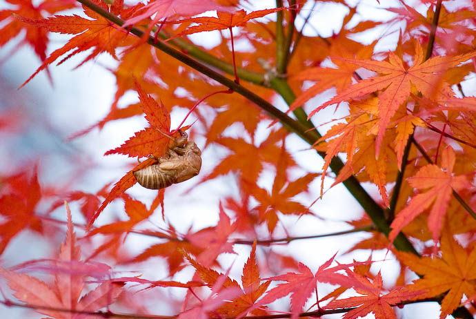 Out to Lunch -- Kyoto, Japan -- Copyright 2007 Jeffrey Eric Francis Friedl, http://regex.info/blog/