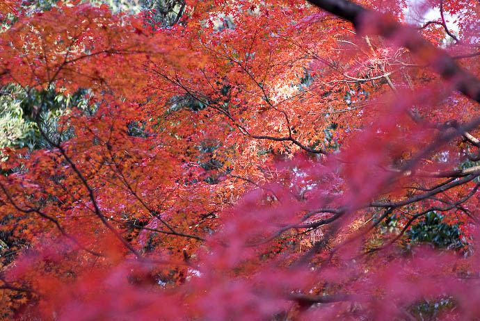 Muddy Colors -- The grounds of the old Kyoto Imperial Palace (Kyoto Gyosho) -- Kyoto, Japan -- Copyright 2007 Jeffrey Eric Francis Friedl, http://regex.info/blog/