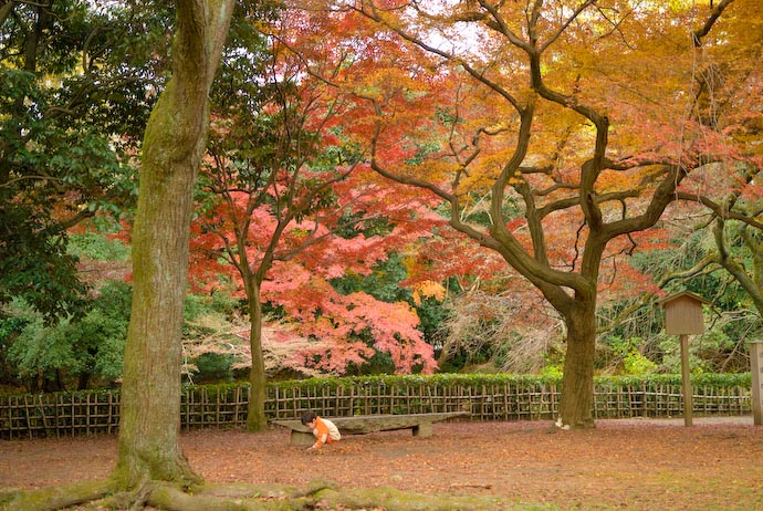 Must... Make... Leaves... Into.... Pile -- Kyoto, Japan -- Copyright 2007 Jeffrey Eric Francis Friedl, http://regex.info/blog/