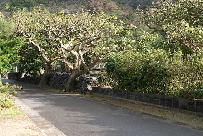 Kakeromajima (Amami), Kagoshima, Japan -- Copyright 2008 Jeffrey Eric Francis Friedl, http://regex.info/blog/