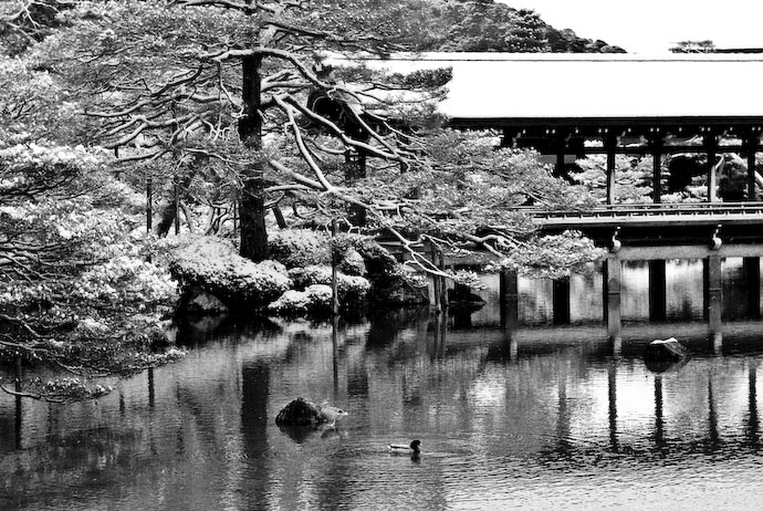 Ducks -- Kyoto, Japan -- Copyright 2008 Jeffrey Eric Francis Friedl, http://regex.info/blog/