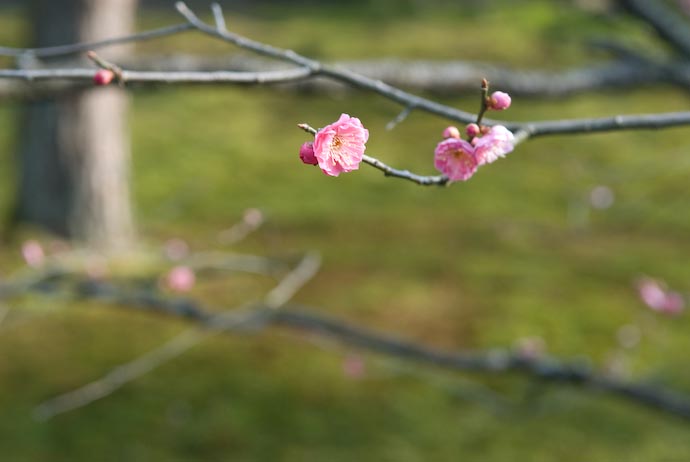 Hint of Spring -- Kanazawa-city, Ishikawa-ken, Japan -- Copyright 2008 Jeffrey Eric Francis Friedl, http://regex.info/blog/