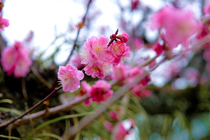 Extra Pink -- Kyoto, Japan -- Copyright 2008 Jeffrey Eric Francis Friedl, http://regex.info/blog/