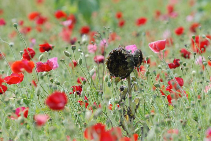 This Pretty Much Says it All Dead sunflower in a field of pretty red and pink flowers Amami Ooshima, in the East China Sea in southern Japan -- Amami Ooshima, Kagoshima, Japan -- Copyright 2008 Jeffrey Eric Francis Friedl