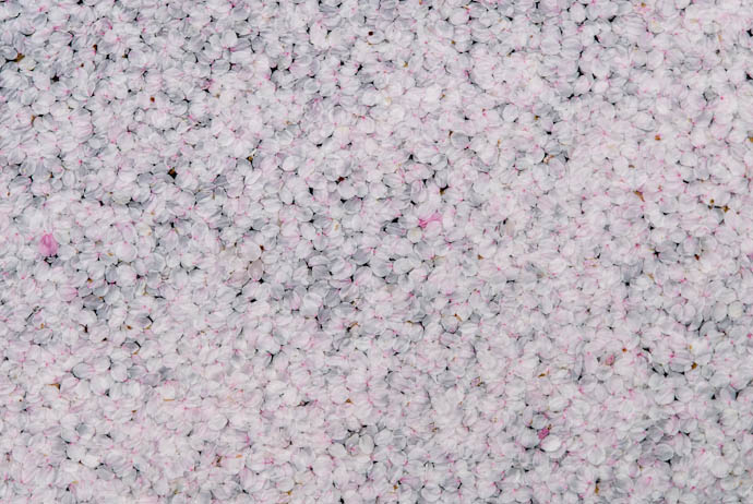 desktop background image of bed of cherry-blossom petals floating in a fountain in Kyoto, Japan -- Middle-Close View -- Copyright 2008 Jeffrey Eric Francis Friedl, http://regex.info/blog/