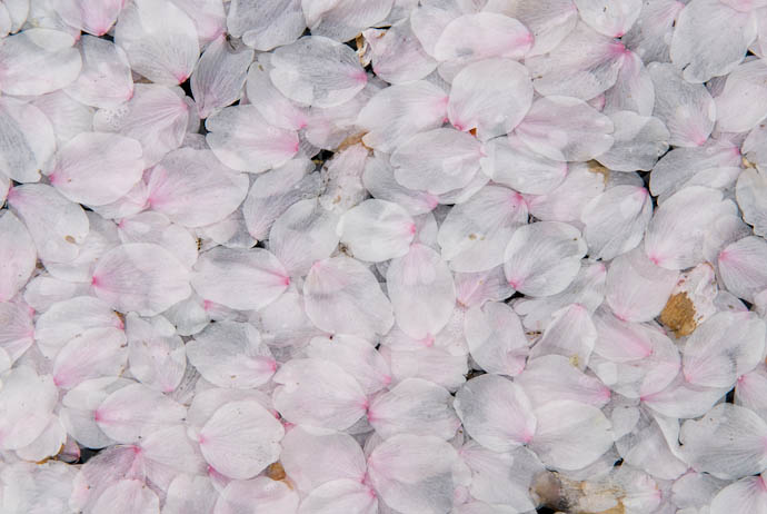desktop background image of bed of cherry-blossom petals floating in a fountain in Kyoto, Japan -- Bed of Blossoms -- Copyright 2008 Jeffrey Eric Francis Friedl, http://regex.info/blog/