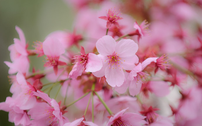 desktop background image of cherry blossoms in Kyoto, Japan  --  Copyright  2008 Jeffrey Eric Francis Friedl, http://regex.info/blog/
