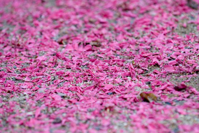 Carpet of Pink -- Kyoto, Japan -- Copyright 2008 Jeffrey Eric Francis Friedl, http://regex.info/blog/