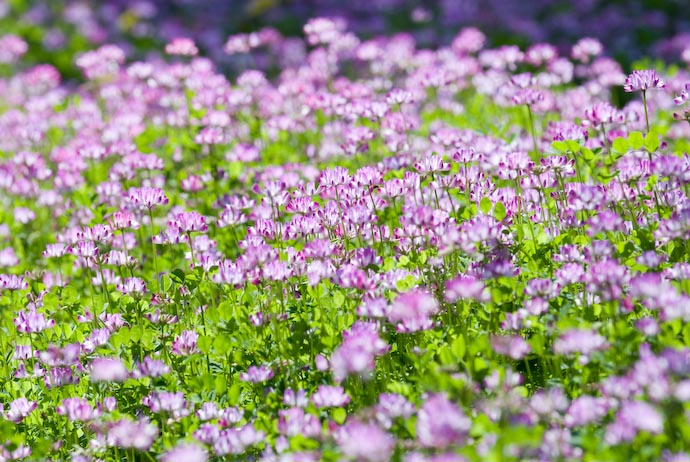Field of Purple -- Kyoto, Japan -- Copyright 2008 Jeffrey Eric Francis Friedl, http://regex.info/blog/