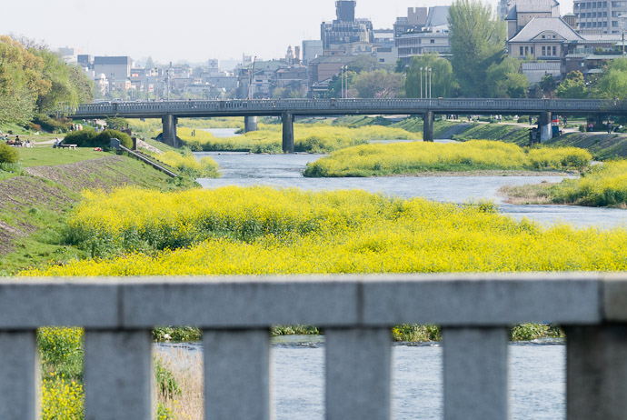 Same Stretch of River during a gentler time -- Kyoto, Japan -- Copyright 2008 Jeffrey Eric Francis Friedl, http://regex.info/blog/