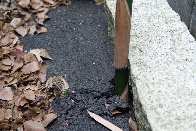 Tenacity Bamboo shooting up through solid asphalt -- Copyright 2008 Jeffrey Eric Francis Friedl