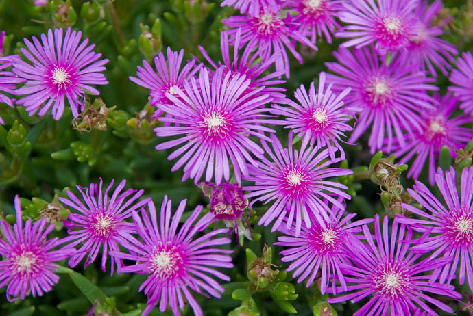 Pretty Flowers everyone likes pretty flowers -- Takashima, Shiga, Japan -- Copyright 2008 Jeffrey Eric Francis Friedl