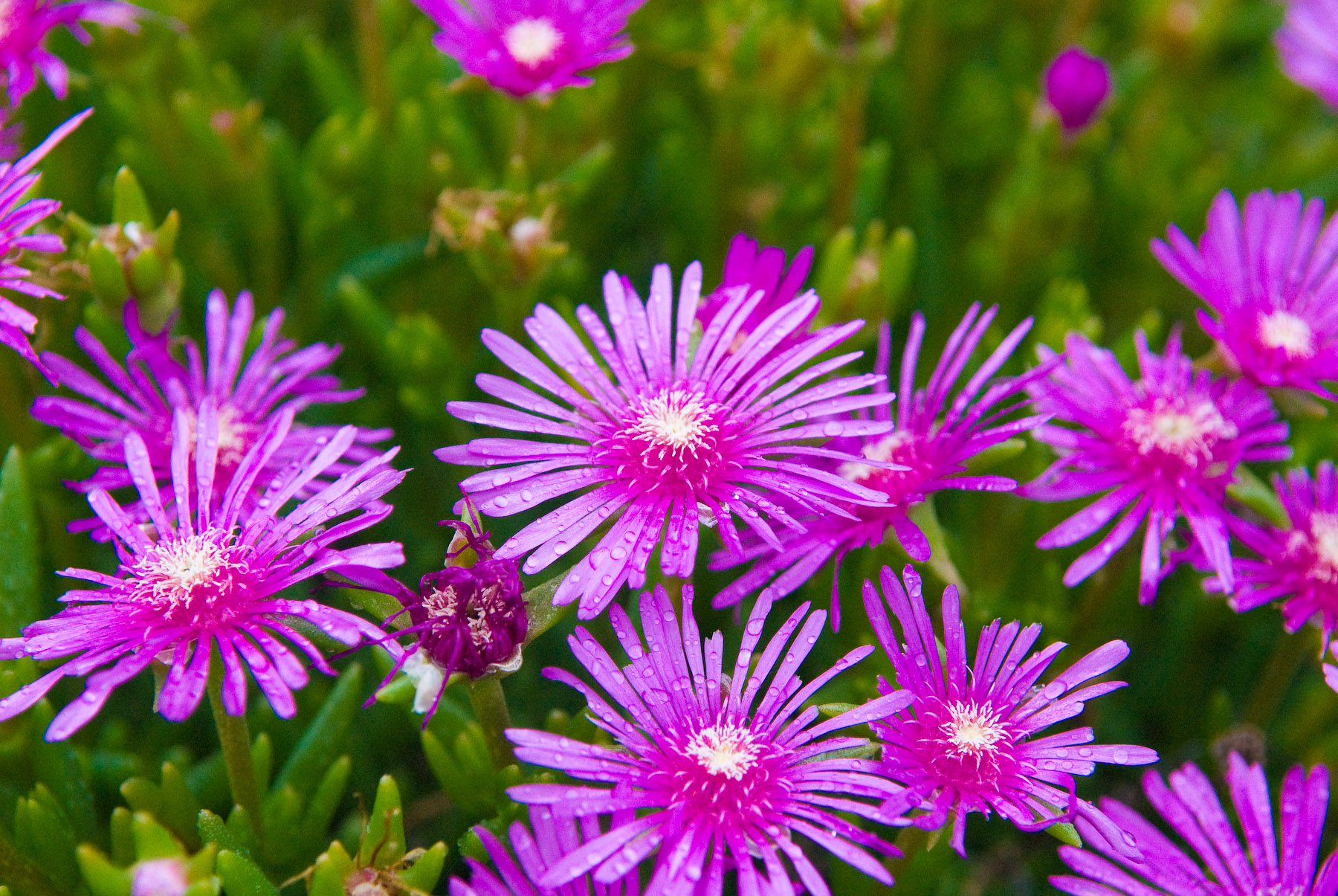 Pretty Flowers everyone likes pretty flowers... -- Takashima, Shiga ...