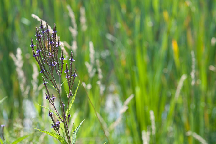 Purple... uh... Plant -- Rootstown, Ohio, USA -- Copyright 2008 Jeffrey Eric Francis Friedl, http://regex.info/blog/